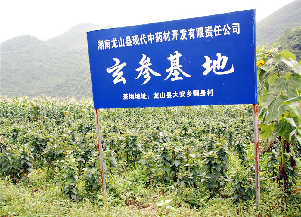 湖南龙山县现代中药材开发有限责任公司