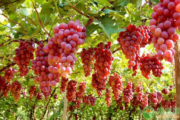 双峰县才善葡萄种植专业合作社