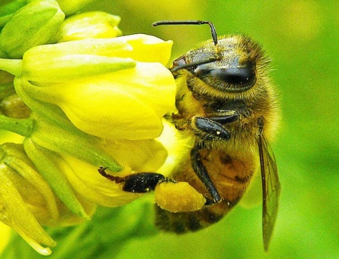 南县天称蜜蜂养殖专业合作社