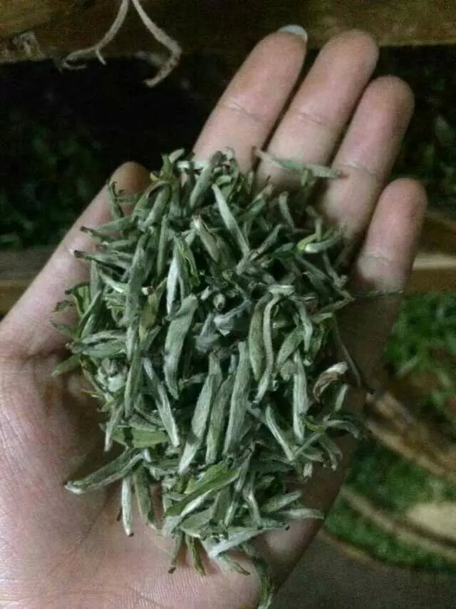 东山云雾茶.....明前极品