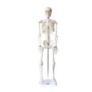 33204人体骨骼模型（85CM）（价格面议）