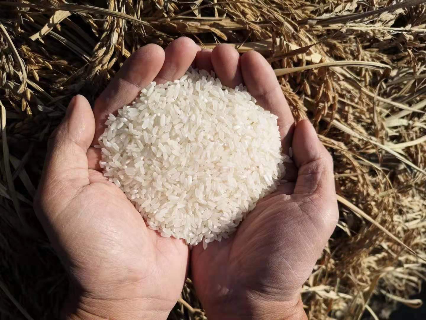 新米【五常稻花香】糙米、胚芽米、白米