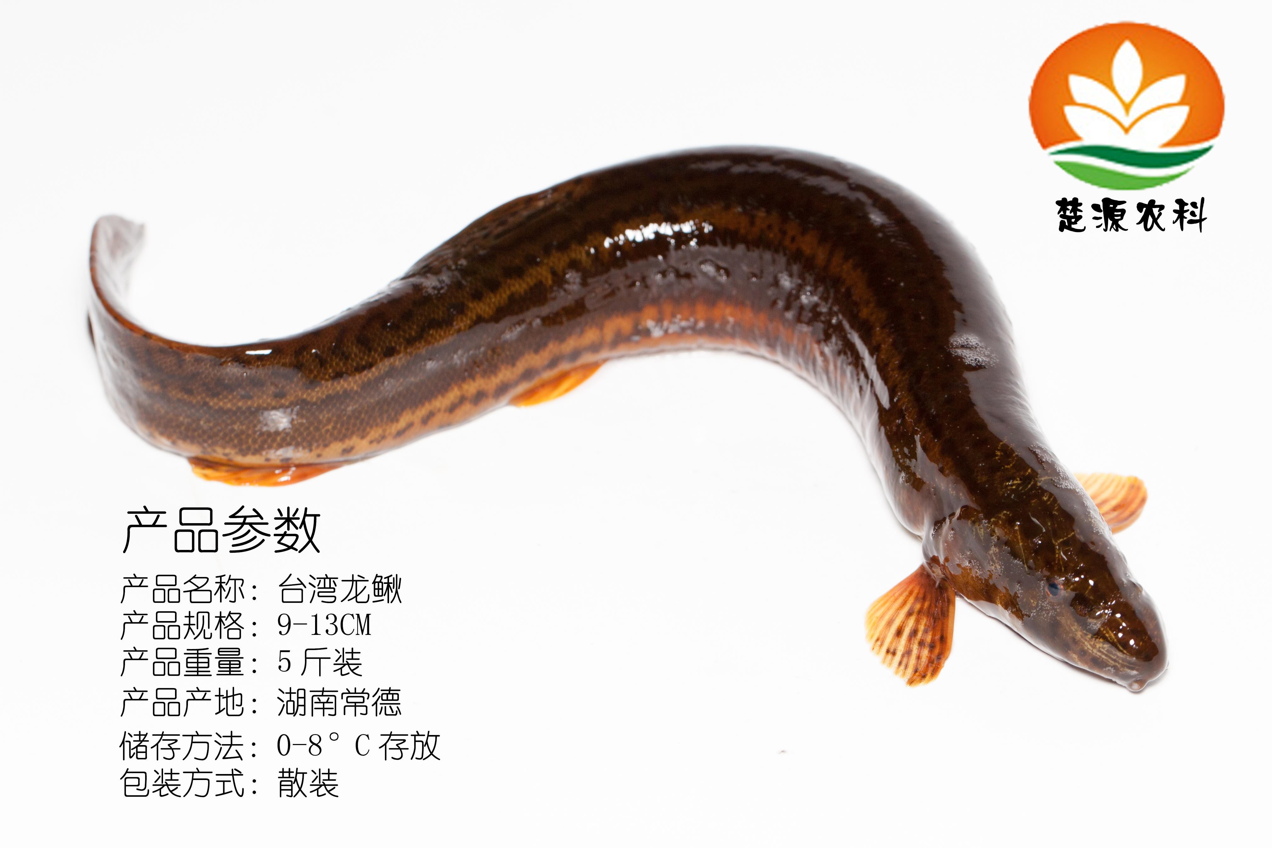台湾泥鳅